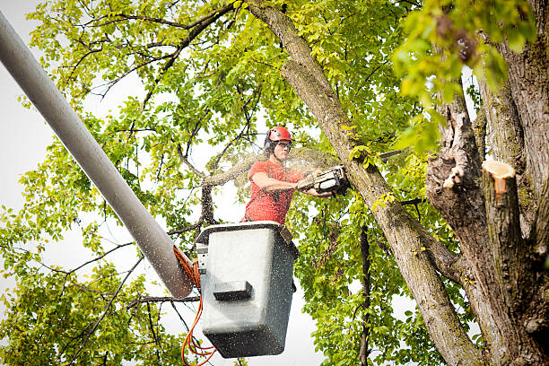 Tree Service Company in South Palm Beach, FL